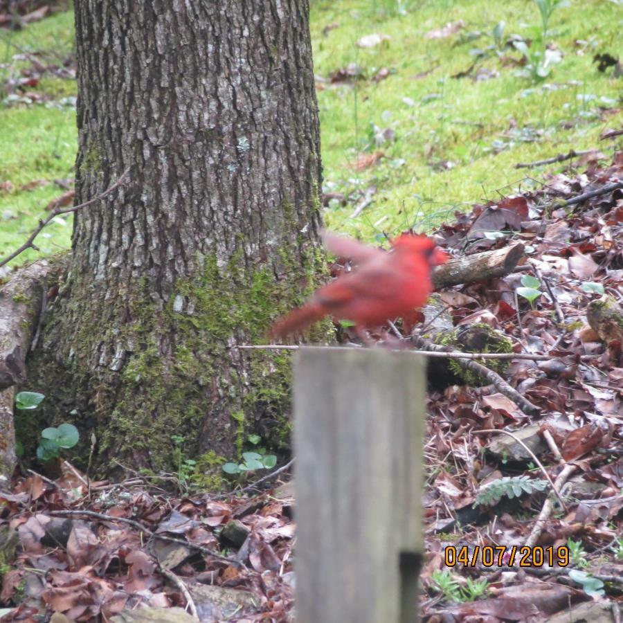 Cozy Creek Cabin Pigeon Forge Bagian luar foto