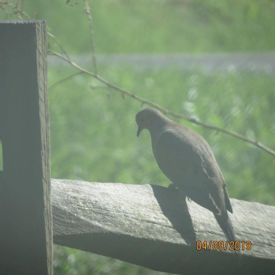 Cozy Creek Cabin Pigeon Forge Bagian luar foto